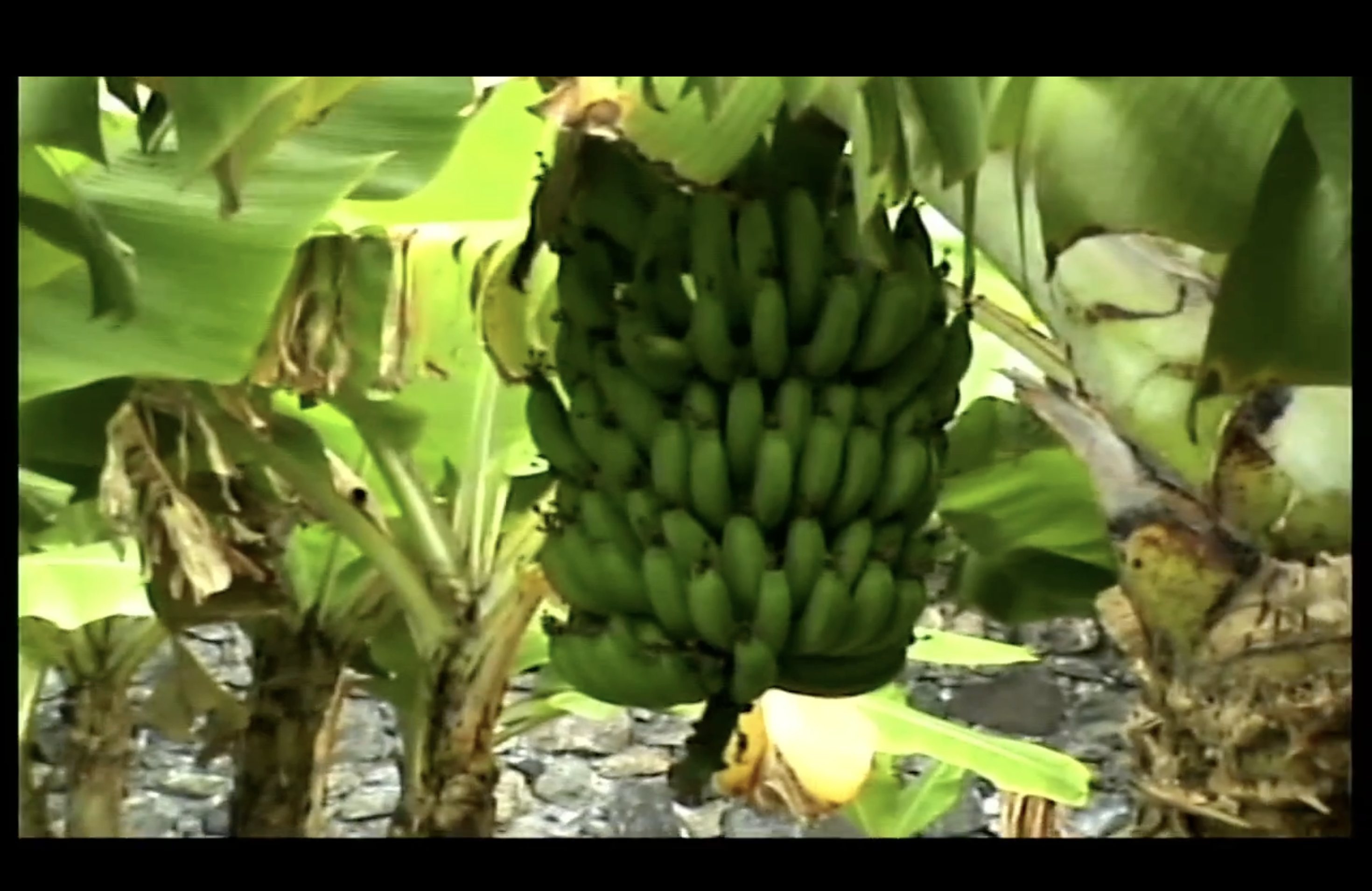 Ricardo Cartaxo Benrós Monteiro